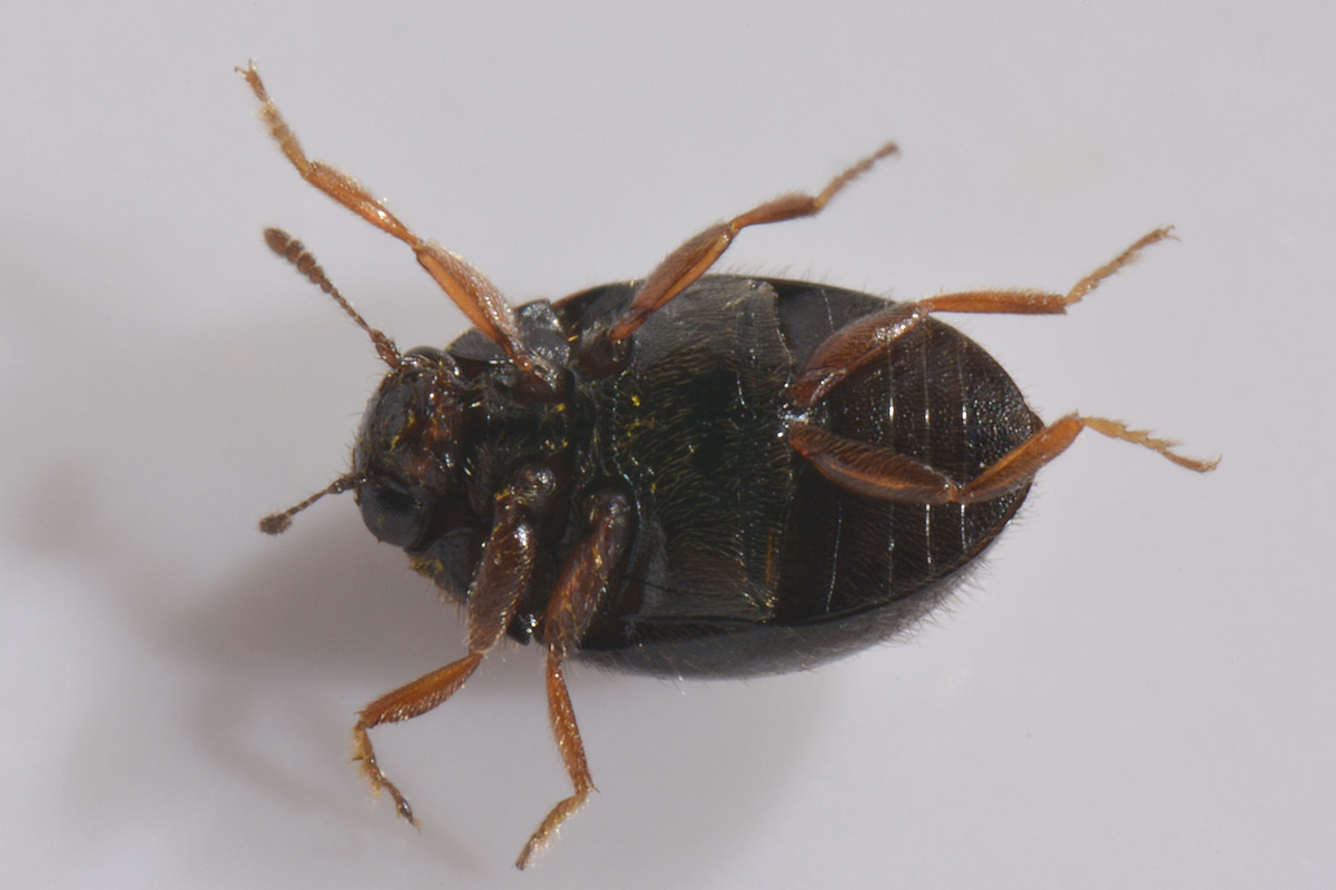 Byrrhidae: Simplocaria semistriata